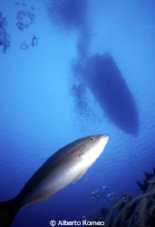 Lemonfish and boat in backgound.

Nikonos 15mm + Ikelit... by Alberto Romeo 